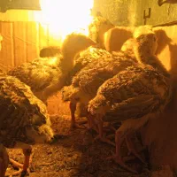 جوجه بوقلمون برنز. قرچک پویینک