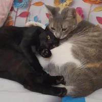 واگذاری گربه