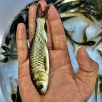 پرورش و فروش بچه ماهی کپور و امور|ماهی|اصفهان, ملاصدرا|دیوار