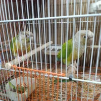 گرینچیک مولد|پرنده|ری, شهادت|دیوار