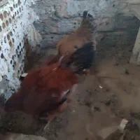 خروس|حیوانات مزرعه|نیشابور, رحمت آباد|دیوار