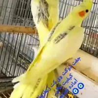 تعدادی عروس هلندی بالغ وجوجه