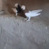 جفت طوقی نر|پرنده|زهک, |دیوار