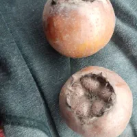 ازگیل پیوندی درشت