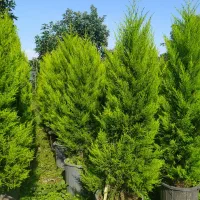 نهال آووکادو و کاج لاوسون|گل و گیاه طبیعی|واجارگاه, |دیوار