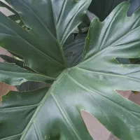 راهنمایی کنید