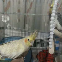 عروس هلندی ماده|پرنده|شیراز, تندگویان|دیوار