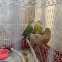 کوتوله نر وماده حدود دوسه ماهه