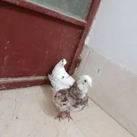 کفتر رنگی