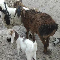 قوچ  چینی