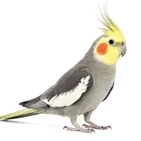 عروس هلندی نر سخنگو