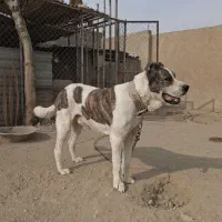 سگ افغان