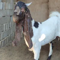 کهره نر پاکستانی|حیوانات مزرعه|طسوج, |دیوار