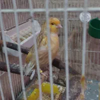 سره سبز و قناری هردو نر