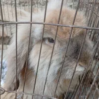 خرگوش لوپ8ماهه|موش و خرگوش|القجر, |دیوار