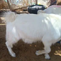 چپشت