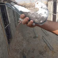 تعدادی کبوتر پرشی بفروش میرسد|پرنده|نقده, |دیوار