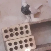 طوقی پا پر نر الماسی نسل زرین ماده ۷ رنگ