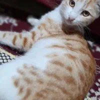 واگذاری گربه خانگی|گربه|رشت, آب و برق|دیوار