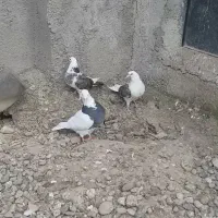 کبوتر پرشی سه عد