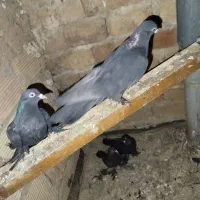 کفتر|پرنده|تبریز, |دیوار