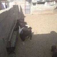 کهره و بره