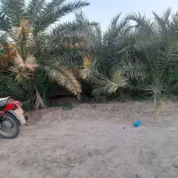 جونگ درخت حلیله ای ومضافتی فروش توافقی