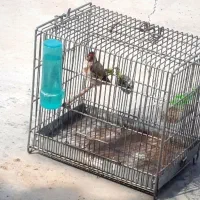 سهره نر درجه یک نوک پا سفید جوجه امسال