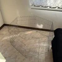 توله سگ پامرین|سگ|پردیس, فاز ۲|دیوار