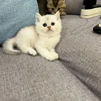 گربه بیرتیش سفید طوسی