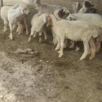 گوسفند و بره