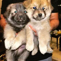 سگ چاو چاو|سگ|تهران, سازمان آب|دیوار