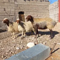 باسلام فروش ۲تا شیشک ویک میش درجه یک چاق چاق