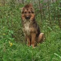 سگ ژرمن نگهبان