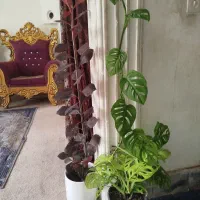 گل برگ انجیری