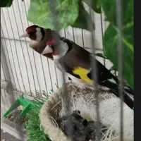 سهره جفت جوجه بده ، تکثیر قفس