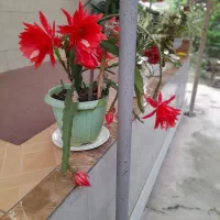 فروش گلهای زیبا اپارتمانی