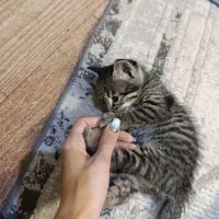 واگذاری گربه ۳ عدد ب صورت جدا یاچندتایی