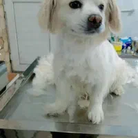 سگ معاوضه|سگ|امیدیه, |دیوار