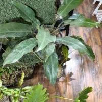 گل و گیاه|گل و گیاه طبیعی|ملارد, |دیوار