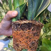 حراج گیاه آپارتمانی طبیعی|گل و گیاه طبیعی|اهواز, آریاشهر|دیوار