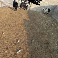 دوعدد بز و یک چپش و دو بیگ|حیوانات مزرعه|اندیمشک, |دیوار