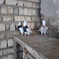 طوقی