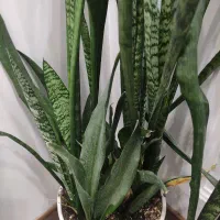 سانسوریا همراه با دو گلدان سفید سفالی ارتفاع ۱۱۰|گل و گیاه طبیعی|کاشان, فین بزرگ|دیوار