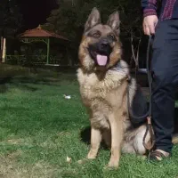 سگ ژرمن شولاین