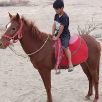 اسب ماده آرام مخصوص سوار کاری|اسب و تجهیزات اسبسواری|شمیل, |دیوار