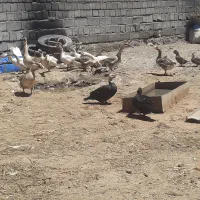 غاز ساده و قو