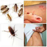 سمپاشی با ضمانت کتبی دریک مرحله سم پاشی ساس ،سوسک