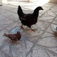 دوعدد خروس ویک مرغ
