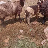 گوسفند میش شیشک بره دار نر ماده قوچ شالی